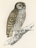 Малая сова (Little Owl (англ.))