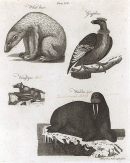 Белый медведь, гриф, летучая мышь и морж. Encyclopaedia Britannica, л.DX. Лондон, 1795