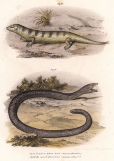 Сцинки Scincus officinalis и Acontias meleagris (лат.) (из Naturgeschichte der Amphibien in ihren Sämmtlichen hauptformen. Вена. 1864 год)