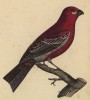 Красный клёст (лист из альбома литографий "Галерея птиц... королевского сада", изданного в Париже в 1822 году)