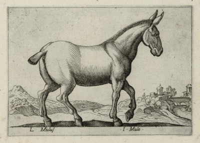 Мул (итал. mulo) Из альбома Nova raccolta de li animali piu curiosi del mondo disegnati et intagliati da Antonio Tempesta. Рим, 1651