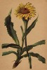 Прозанник одноцветковый (Hypochoeris uniflora (лат.)) (из Atlas der Alpenflora. Дрезден. 1897 год. Том V. Лист 484)