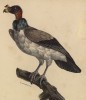 Король стервятников (Gypagus papa (лат.)) (лист из альбома литографий "Галерея птиц... королевского сада", изданного в Париже в 1822 году)