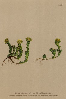 Седум альпийский (Sedum alpestre (лат.)) (из Atlas der Alpenflora. Дрезден. 1897 год. Том III. Лист 208)