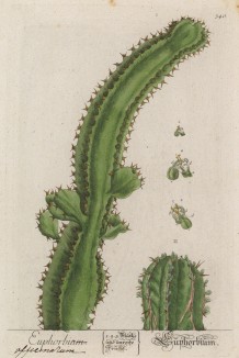 Молочай (Euphorbia (лат.)) (лист 340 "Гербария" Элизабет Блеквелл, изданного в Нюрнберге в 1757 году)