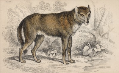 Волк обыкновенный (Lupus Vulgaris (лат.)) (лист 1 тома IV "Библиотеки натуралиста" Вильяма Жардина, изданного в Эдинбурге в 1839 году)