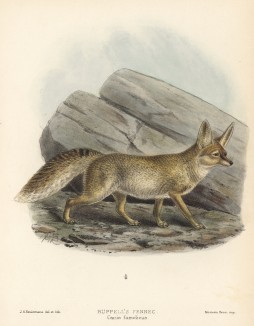 Лиса Руппеля (фенек) (лист XXX иллюстраций к известной работе Джорджа Миварта "Семейство волчьих". Лондон. 1890 год)