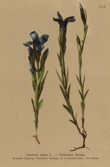 Горечавка реснитчатая (Gentiana ciliata (лат.)) (из Atlas der Alpenflora. Дрезден. 1897 год. Том IV. Лист 350)