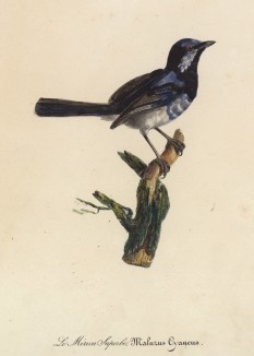 Крапивник великолепный (лист из альбома литографий "Галерея птиц... королевского сада", изданного в Париже в 1825 году)