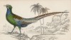 Самец дикого японского фазана (Phasianus versicolor (лат.)) (лист 14 тома XX "Библиотеки натуралиста" Вильяма Жардина, изданного в Эдинбурге в 1834 году)