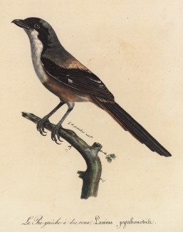 Красноспинный сорокопут (Lanius pyrrhonotus (лат.)) (лист из альбома литографий "Галерея птиц... королевского сада", изданного в Париже в 1822 году)