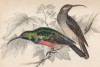 Нектарница Nectarinia Afra (лат.) (лист 2 тома XVI "Библиотеки натуралиста" Вильяма Жардина, изданного в Эдинбурге в 1843 году)
