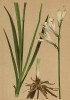 Парадизея лилиевидная (Paradisea Liliastrum (лат.)) -- красавица с альпийских лугов (из Atlas der Alpenflora. Дрезден. 1897 год. Том I. Лист 53)