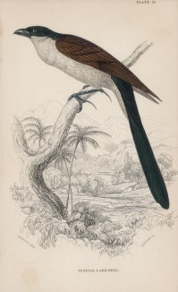 Фазанья кукушка родом из Сенегала (Centropus senegalensis (лат.)) (лист 20 тома XXIII "Библиотеки натуралиста" Вильяма Жардина, изданного в Эдинбурге в 1843 году)