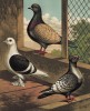 Вверху: голубь породы hyacinth. Далее: представители пород shield (англ.) и suabian (англ.) (из знаменитой "Книги голубей..." Роберта Фултона, изданной в Лондоне в 1874 году)