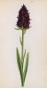 Нигрителла душистая (Nigritella suaveolens (лат.)) (лист 378 известной работы Йозефа Карла Вебера "Растения Альп", изданной в Мюнхене в 1872 году)