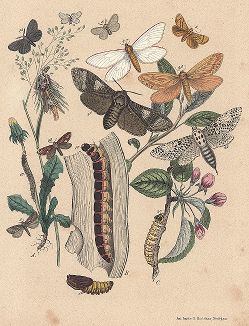 Бабочки семейства древоточцев, слизневидок, тонкопрядов и мешочниц. "Книга бабочек" Фридриха Берге, Штутгарт, 1870. 