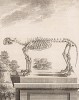 Скелет (лист X иллюстраций к девятому тому знаменитой "Естественной истории" графа де Бюффона, изданному в Париже в 1761 году)