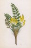 Астрагал бесстебельный (Astragalus exscapus (лат.)) (лист 129 известной работы Йозефа Карла Вебера "Растения Альп", изданной в Мюнхене в 1872 году)