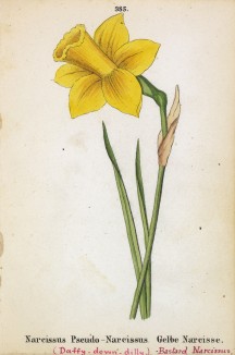 Лженарцисс (Narcissus Pseudo (лат.)) (лист 385 известной работы Йозефа Карла Вебера "Растения Альп", изданной в Мюнхене в 1872 году)