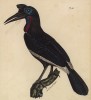 Птица-носорог (лист из альбома литографий "Галерея птиц... королевского сада", изданного в Париже в 1825 году)