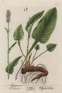 Горец змеиный (Polygonum bistorta (лат.)) — травянистое растение; вид рода горец семейства гречишные (лист 254 "Гербария" Элизабет Блеквелл, изданного в Нюрнберге в 1757 году)