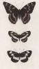 Бабочки. Ленточник тополевый (Nymphalis Populi (1)), Limenitis Aceris (2) и пеструшка обыкновенная (Lucilla (3)) (лат.) (лист 10)