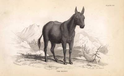 Лошадь Хенни. The Henny (англ.). Вильям Жардин, "Библиотека натуралиста". Эдинбург, 1840