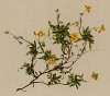 Солнцецвет альпийский (Helianthemum alpestre (лат.)) (из Atlas der Alpenflora. Дрезден. 1897 год. Том III. Лист 269)