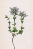 Камнеломка двухцветковая (Saxifraga biflora (лат.)) (лист 170 известной работы Йозефа Карла Вебера "Растения Альп", изданной в Мюнхене в 1872 году)