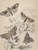 Ленточница зубчатая, совка агатовая (1. Herald Moth 2. Motted Orange Moth 3. Angleshades Moth (англ.)) (лист 24 тома XL "Библиотеки натуралиста" Вильяма Жардина, изданного в Эдинбурге в 1843 году)