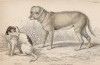 Щенок и взрослая особь Canis Alco (лат.) служебной собаки мексиканских индейцев (лист 4 тома V "Библиотеки натуралиста" Вильяма Жардина, изданного в Эдинбурге в 1840 году)
