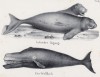 Дюгонь и кит-кашалот (лист 74 первого тома работы профессора Шинца Naturgeschichte und Abbildungen der Menschen und Säugethiere..., вышедшей в Цюрихе в 1840 году)