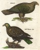 Орёл-могильник и полевой орёл. Historia naturalis. Амстердам, 1657