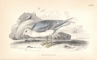 Большая полярная чайка (Lestris Richardsonii (лат.)) (лист 28 тома XXVII "Библиотеки натуралиста" Вильяма Жардина, изданного в Эдинбурге в 1843 году)