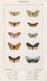 Некоторые бабочки родов Lithosia, Calligenia, Setina, Naclia, Nudaria и Emydia (лат.) (лист 55)