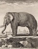 Индийский слон (лист XXXIII иллюстраций к четвёртому тому знаменитой "Естественной истории" графа де Бюффона, изданному в Париже в 1753 году)