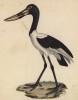 Сенегальский ябиру (лист из альбома литографий "Галерея птиц... королевского сада", изданного в Париже в 1825 году)