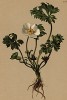 Лютик кавказский (Ranunculus Sergueri (лат.)) (из Atlas der Alpenflora. Дрезден. 1897 год. Том II. Лист 130)