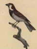 Домовый воробей -- спутник человека (лист из альбома литографий "Галерея птиц... королевского сада", изданного в Париже в 1822 году)