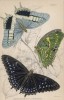 Бабочки 1. Nymphalis Etiocles 2,3. Nymphalis Tiridates (лат.)) (лист 17 XXXVI тома "Библиотеки натуралиста" Вильяма Жардина, изданного в Эдинбурге в 1837 году)