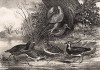 Птицы, обитающие в болотах и на торфяниках. The Book of Field Sports and Library of Veterinary Knowledge. Лондон, 1864