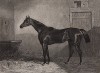 Непобедимая чистокровная верховая лошадь по кличке Залив Миддлтон (1833-57), дважды выигравшая британские классические скачки. Лондон, 1837