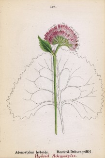 Аденостилес гибридный (Adenostyles hybrida (лат.)) (лист 197 известной работы Йозефа Карла Вебера "Растения Альп", изданной в Мюнхене в 1872 году)