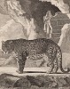 Самка пантеры (лист XXVIII иллюстраций к третьему тому знаменитой "Естественной истории" графа де Бюффона, изданному в Париже в 1750 году)