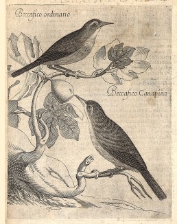 Садовая славка и рыжегрудая славка. Beccafico ordinario. Beccafico canapino (ит.). Из первого (1622 г.) издания работы итальянского философа и натуралиста Джованни Пьетро Олины (1585-1645) Uccelliera overo discorso della natura…