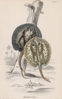 Скат (Trigon histrix (лат.)) (лист 20 тома XL "Библиотеки натуралиста" Вильяма Жардина, изданного в Эдинбурге в 1860 году)