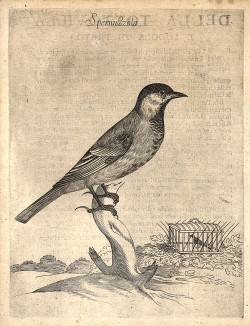 Большая синица, или большак. Из первого (1622 г.) издания работы итальянского натуралиста Джованни Пьетро Олины (1585-1645) Uccelliera overo discorso della natura, e proprieta di diversi uccelli, e in particolare di que' che cantano… 