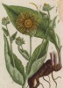 Гелениум (Helenium) — североамериканский род семейства астровые (лист 473 "Гербария" Элизабет Блеквелл, изданного в Нюрнберге в 1760 году)