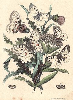 Бабочки рода парнассиусов (Аполлонов). "Книга бабочек" Фридриха Берге, Штутгарт, 1870. 